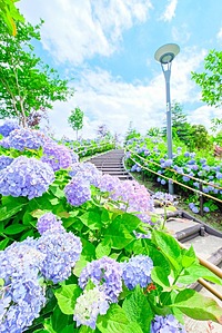 【お散歩】カメラ片手にあじさい公園