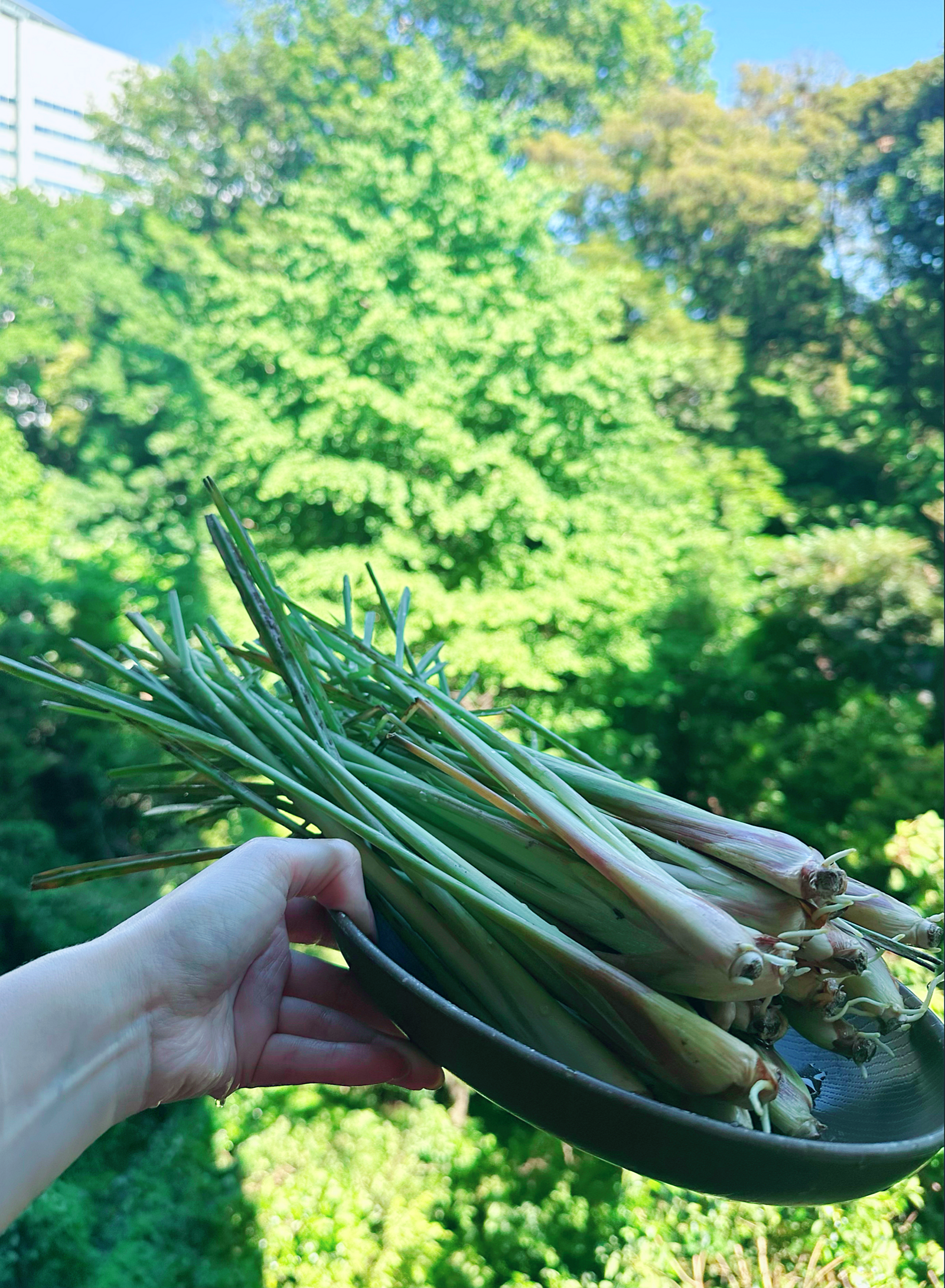 レモングラスの蒸留とトムヤムクン作り