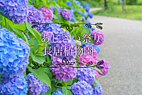 あじさい祭りへカメラを持ってベストショットを取りに行こう！