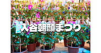 江戸時代から続く縁日。百二十軒の朝顔業者と百軒の露店が並ぶ朝顔市にいってみよう😃
