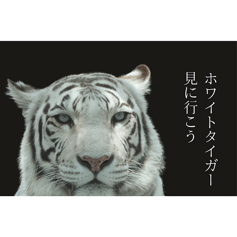 ホワイトタイガーを見に行く会🦩東武動物公園