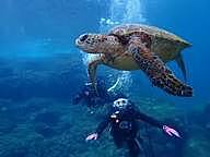 8/23(金)〜25(日)八丈島ダイビング旅行