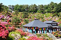 都内の穴場！　塩船観音で撮影&散策📸