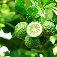 ベルガモットの蒸留とオリジナルのブレンドでアロマミスト作り