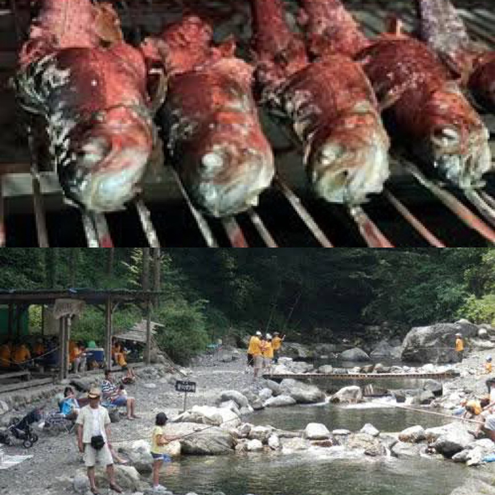 マス釣りをし焼いて食べよう！(東京都、檜原村)