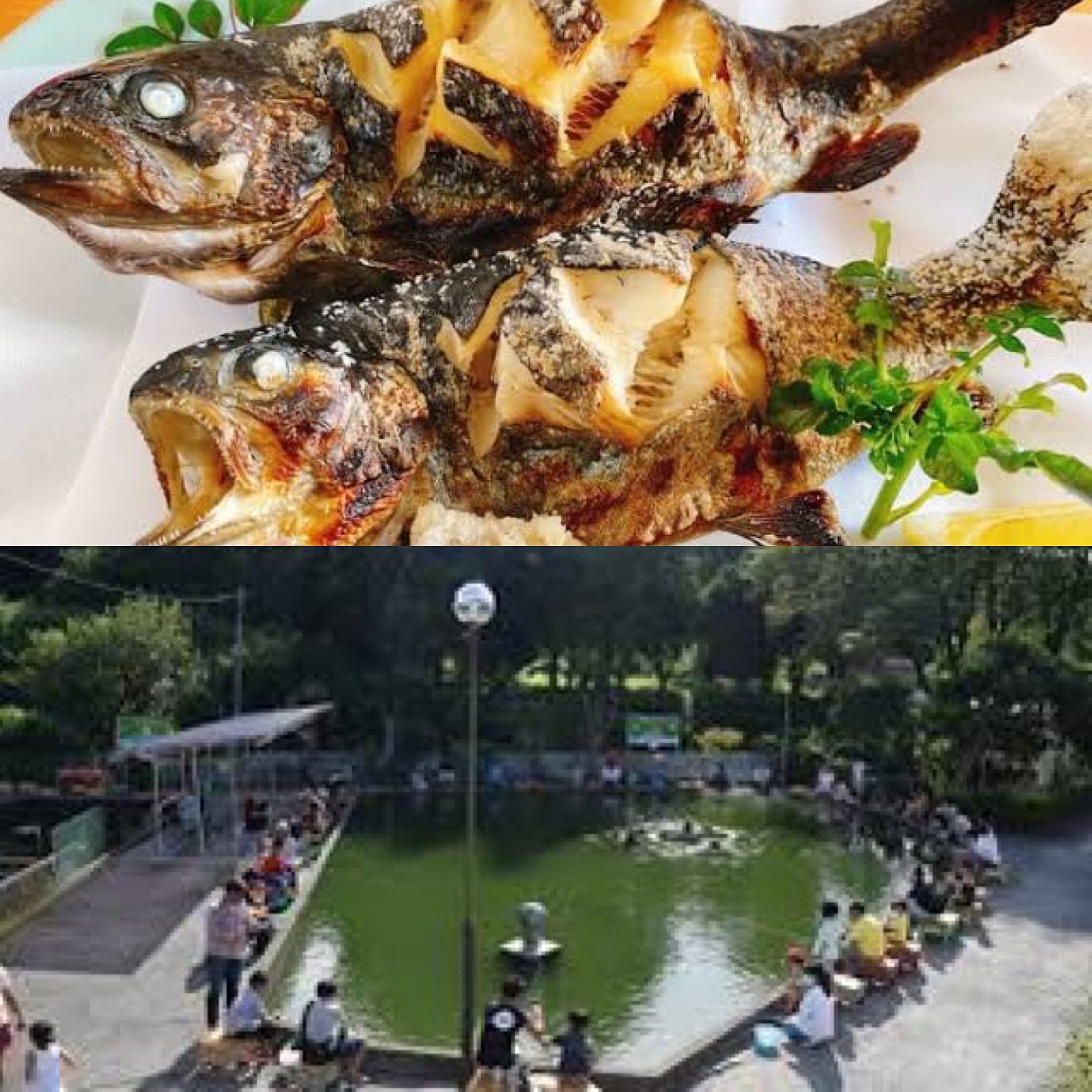 マス釣りをし焼いて食べよう！(神奈川県大和市)