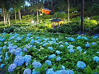 アジサイ撮りにいくぞー♪【in三室戸寺】スマホ参加もOK