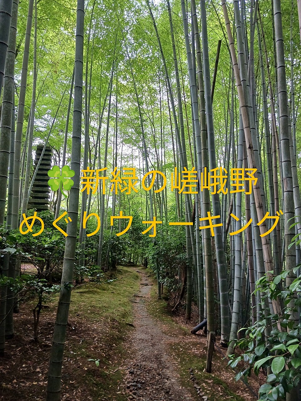 【初夏新緑の嵯峨野へ】小倉百人一首ゆかりの地を巡る散策ツアー🌿✨