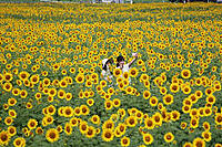 ひまわり撮りにいくぞー♪【inひまわりの丘公園】スマホ参加もOK