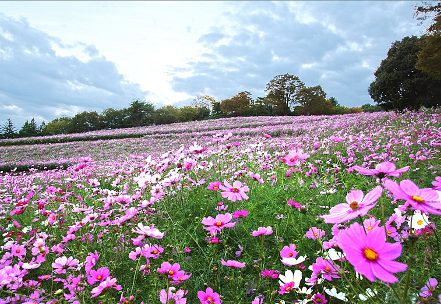 昭和記念公園で秋の景色を楽しみながらピクニックをしょう♪