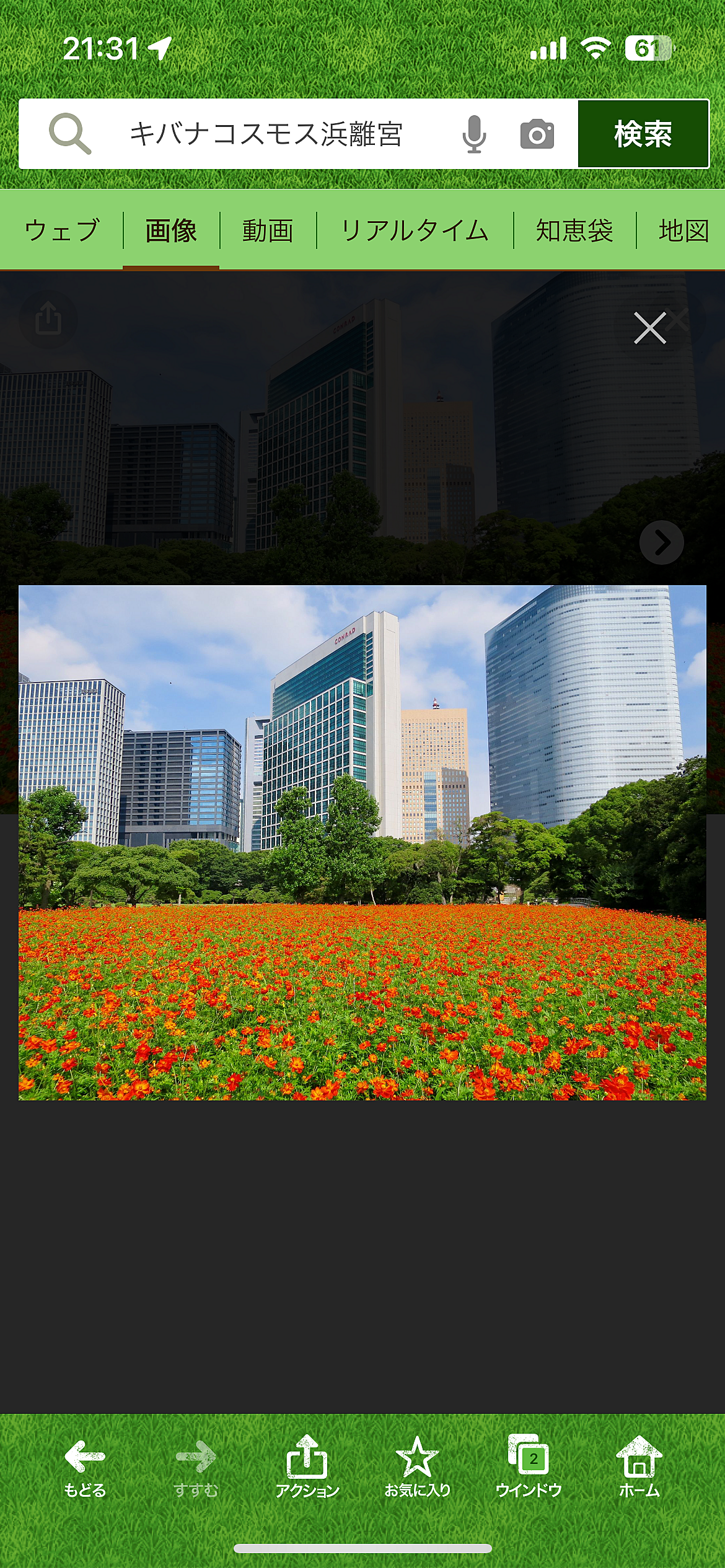 【カメラ📷撮影しましょう🌸秋の浜離宮庭園キバナコスモスを見よう🌺