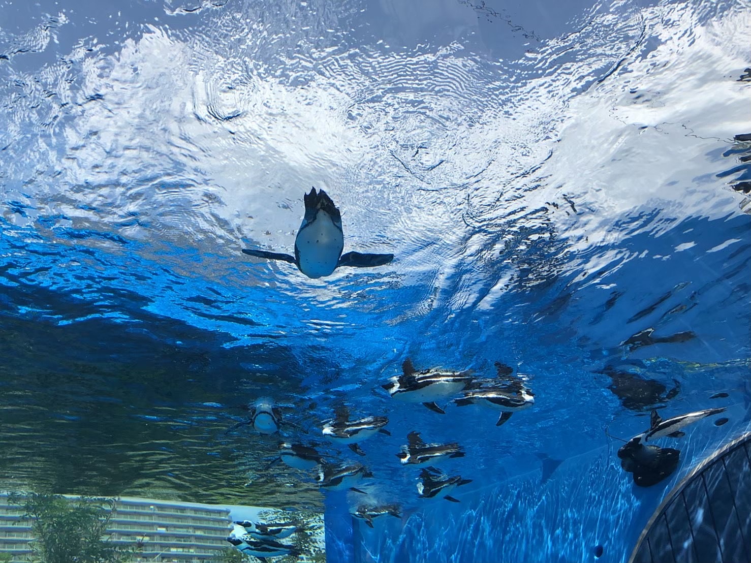 【池袋サンシャイン水族館】みんなで水族館へ行って癒されましょ〜🐬🦭