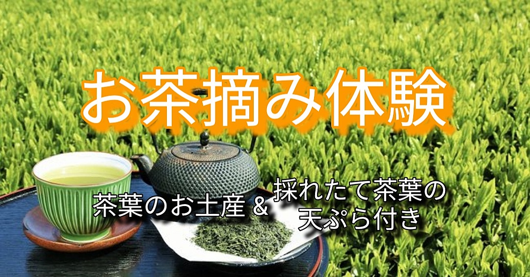 【（再）お茶摘み体験に行ってみよう！茶葉のお土産&採れたて茶葉のランチ付き】