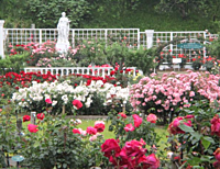 600種以上の薔薇が楽しめる「生田緑地ばら苑」とハイキングを楽しもう♪