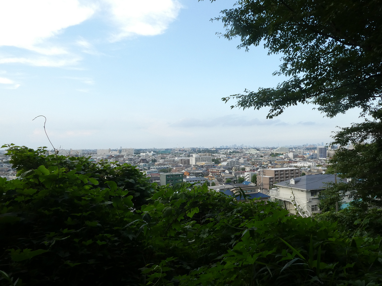 東生田緑地の竹林をウォーキングしよう