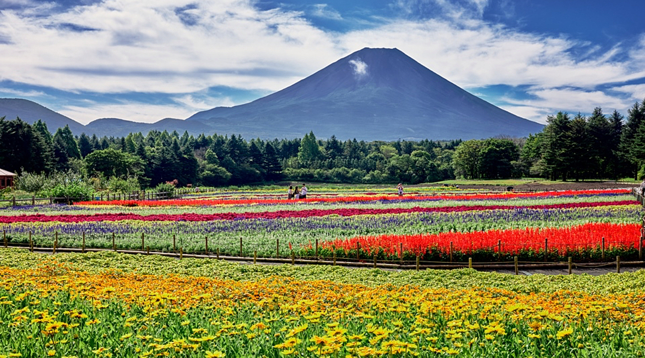 虹色の花畑と富士山の絶景が楽しめる！「虹の花まつり」