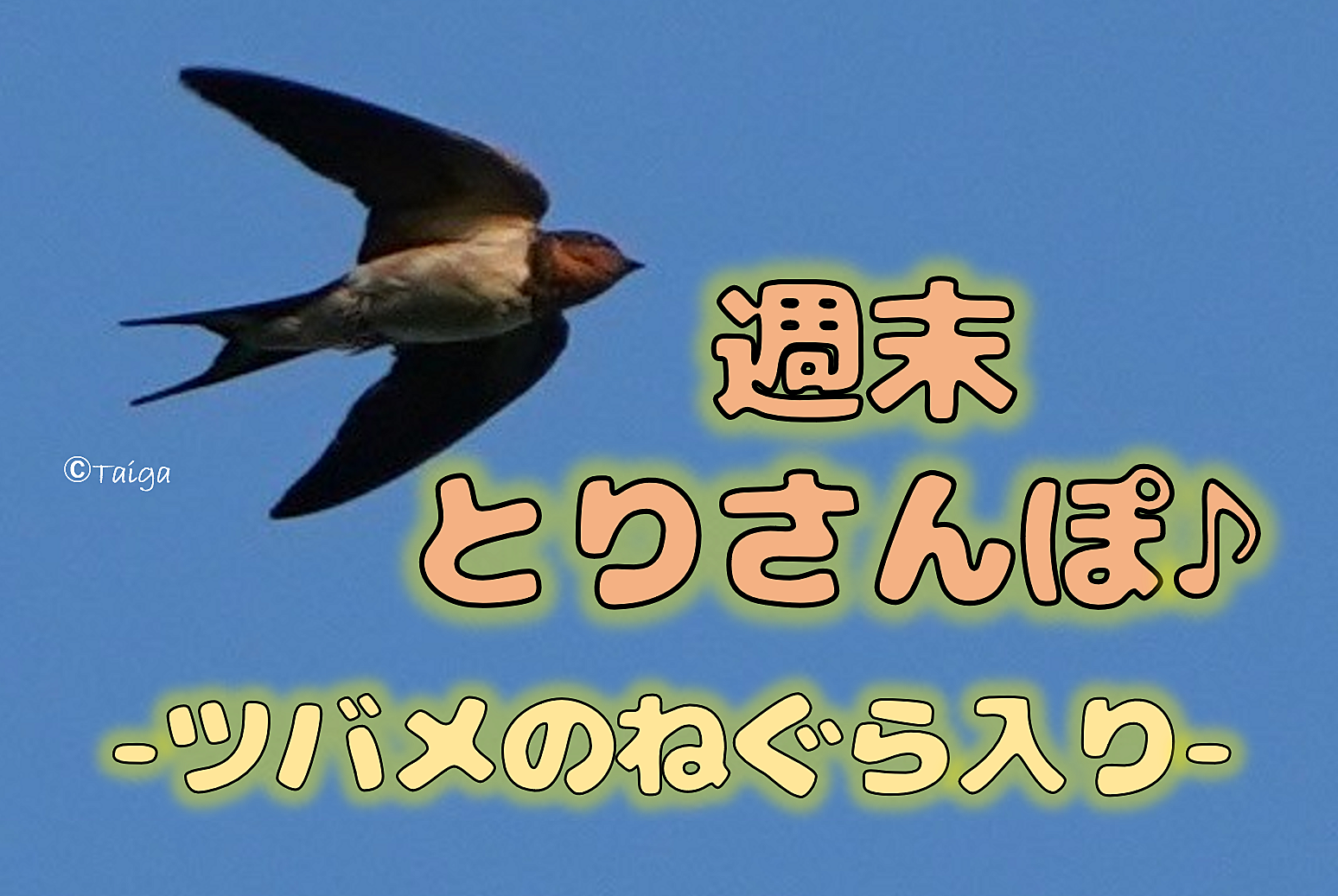 週末とりさんぽ♪ -ツバメのねぐら入りin八王子-