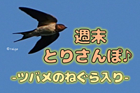 週末とりさんぽ♪ -ツバメのねぐら入りin八王子-
