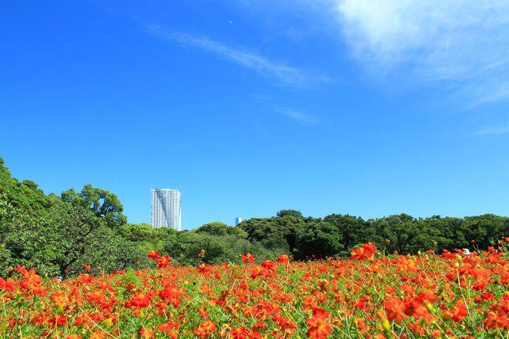 【20代30代限定】キバナコスモスを見に行こう🌺🌺🌺