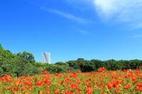 【20代30代限定】キバナコスモスを見に行こう🌺🌺🌺