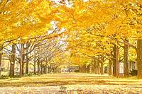 【先着3名早割】紅葉を見に昭和記念公園へ行こう🏵️🏵️