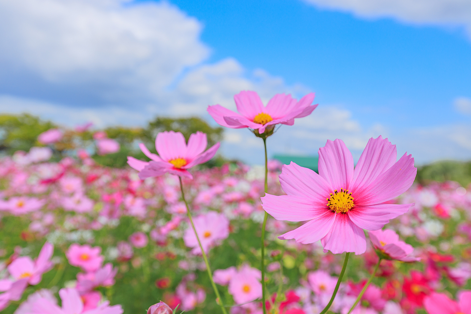 【女性主催】浜離宮恩賜庭園🌤️🌈🌈都会の真ん中でコスモスを観賞しよう〜🌿🌿