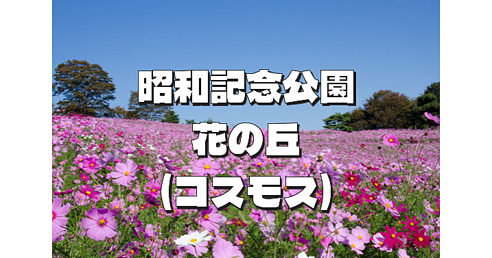 昭和記念公園の秋を代表するコスモスをみにいきます(^^♪