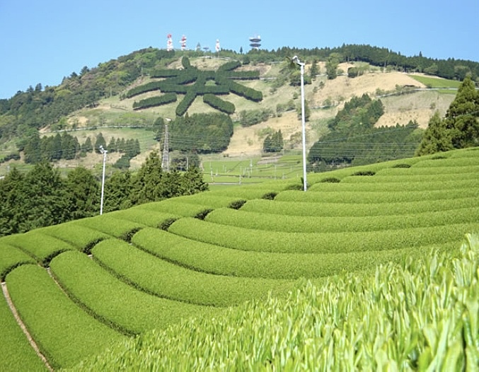 天空の森にそびえる社(静岡掛川)