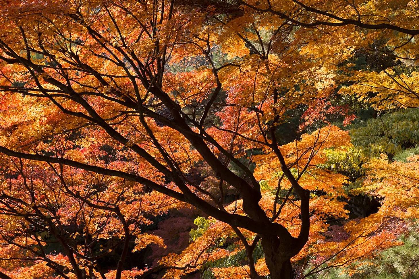 【早割中】紅葉を見に庭園へ行こう🐣🐣🐣