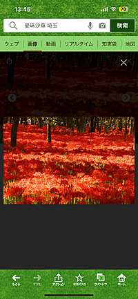🌸日曜日昼間☁️予報です❗️🚃西武特急で行く埼玉旅行🚃🌸巾着田イベント