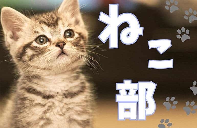 【2時間貸切！保護猫カフェ】可愛い猫たちと一緒に楽しむ癒しの交流会～サンシャイン池崎さんもご来店！～　おやつタイムあり！