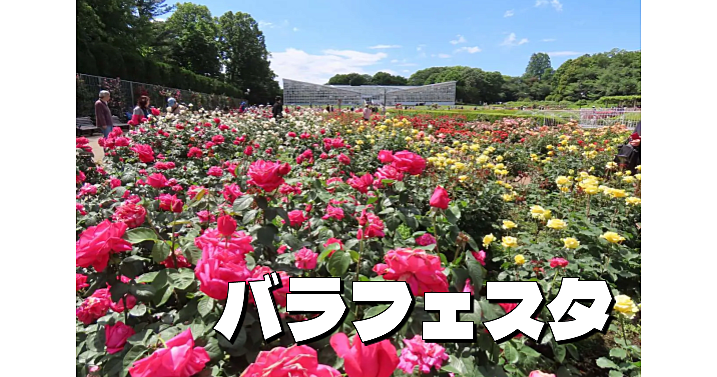 神代植物公園の秋バラコレクションを鑑賞！世界バラ会連合優秀庭園賞のバラ園やいろいろな草花を楽しみます😊