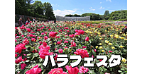 神代植物公園の秋バラコレクションを鑑賞！世界バラ会連合優秀庭園賞のバラ園やいろいろな草花を楽しみます😊