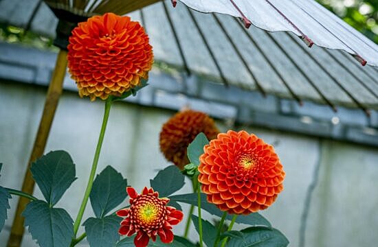 ダリア🪷綾なす秋の園（上野公園3施設巡り）