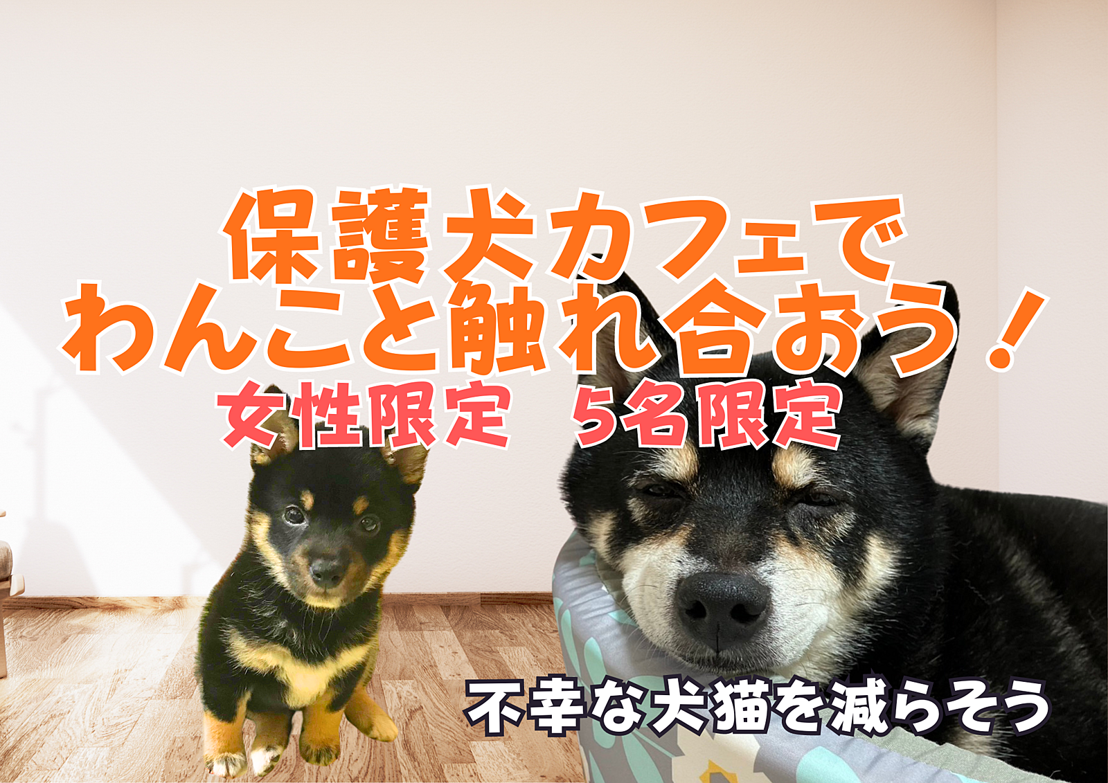 【女性5名限定】保護犬カフェでわんこと触れ合おう！