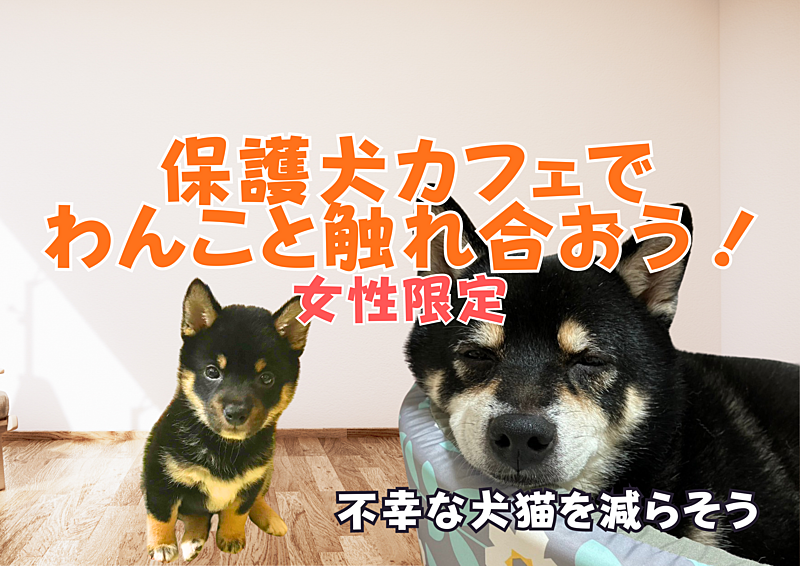 【女性限定】保護犬カフェでわんこと触れ合おう！