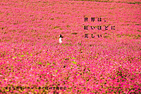 東京写真サークル・赤そばの里撮影会