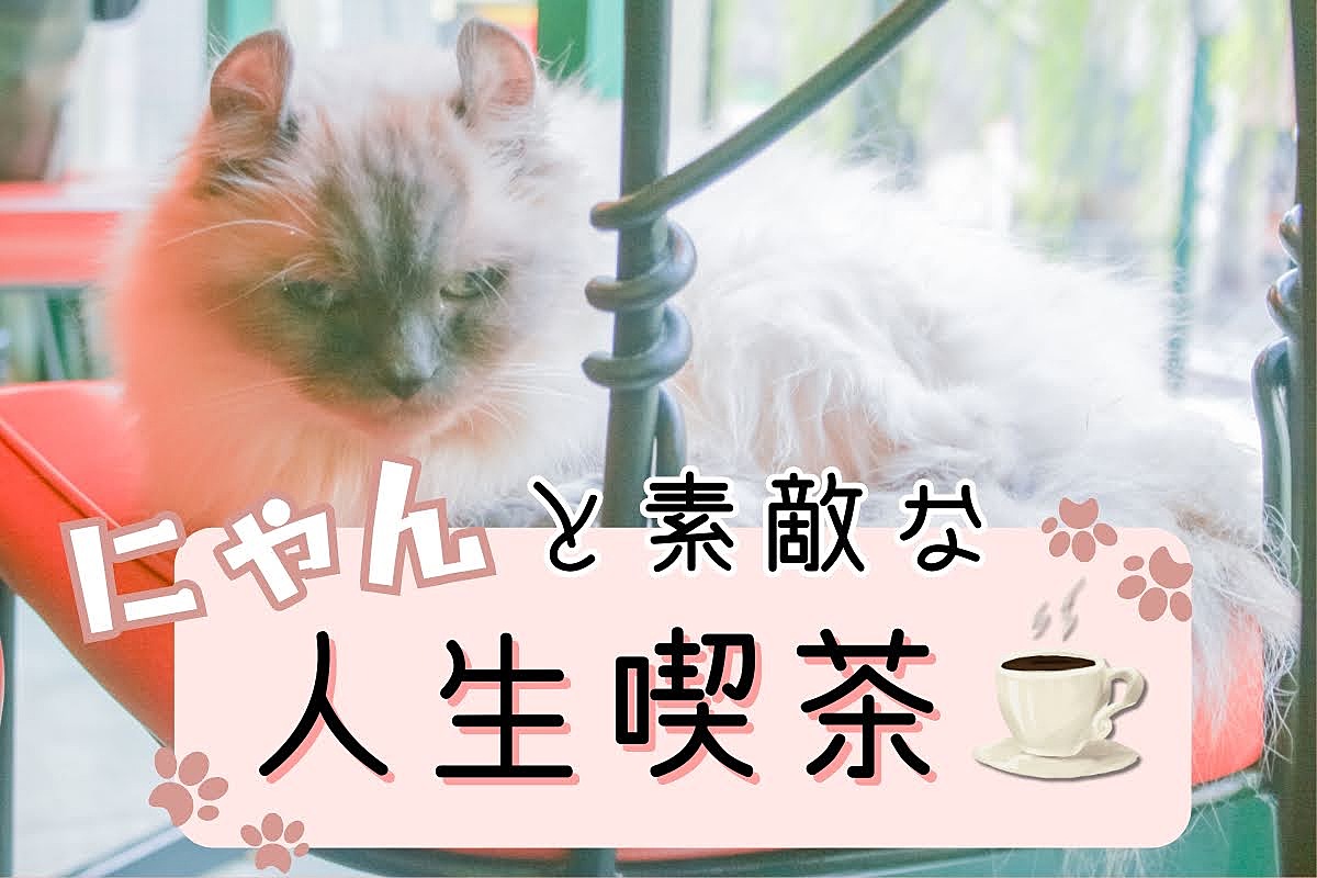 ニャンと素敵な人生喫茶🐾☕猫店長のいる純喫茶でゆるく人生について語る会