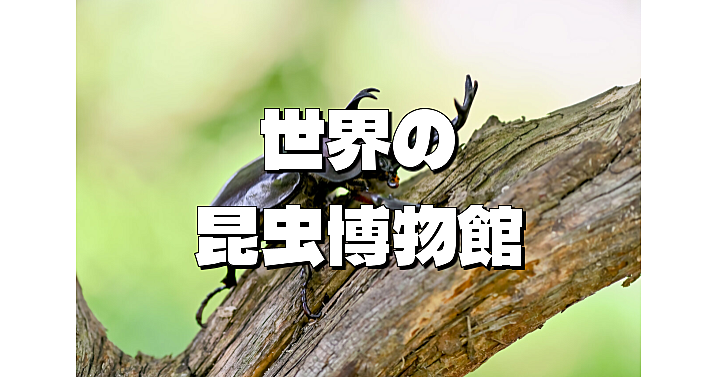 【日曜のみ開館】かな～りマイナー「世界の昆虫博物館」に行ってみよう！