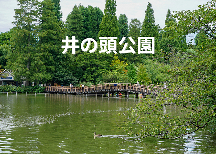 ゆったり井の頭公園を散歩しよう！