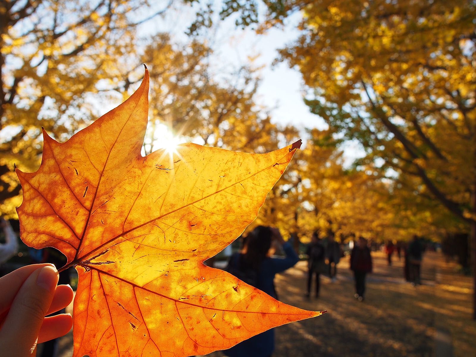 紅葉の絨毯で過ごす秋色ピクニック🍁in代々木公園