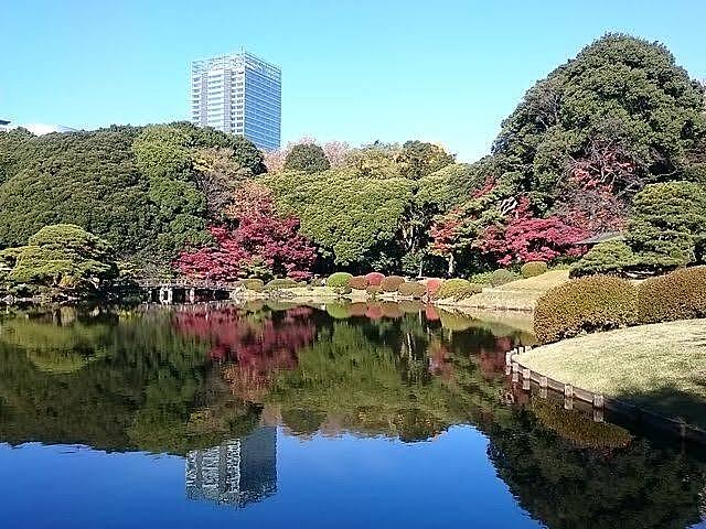 新宿御苑と明治神宮外苑を散歩します✨