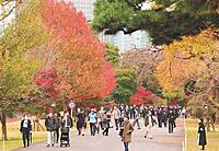 靖国神社⛩️、日比谷公園🍁、皇居🍂を散歩します✨