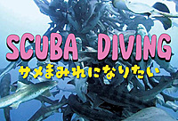サメに囲まれたい！🦈　ダイビングツアー