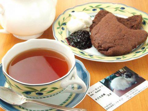 【女性主催】紅茶専門店に行こう！猫店長もいます🌸🍭🐽20代30代限定🐱🐹