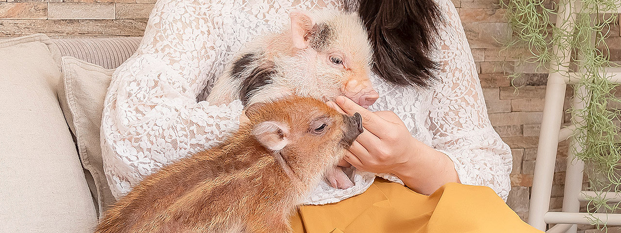 【可愛い】ミニブタカフェに行こう🐖🐖🐖