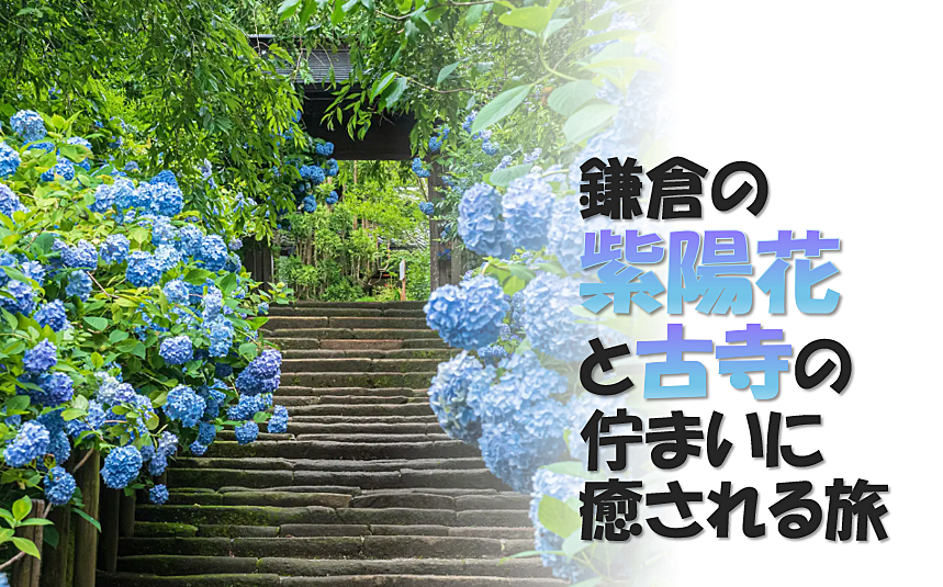 鎌倉の紫陽花スポットを辿りながら女性にゆかりのある古寺も巡ります♪