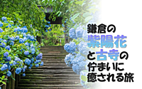 鎌倉の紫陽花スポットを辿りながら女性にゆかりのある古寺も巡ります♪