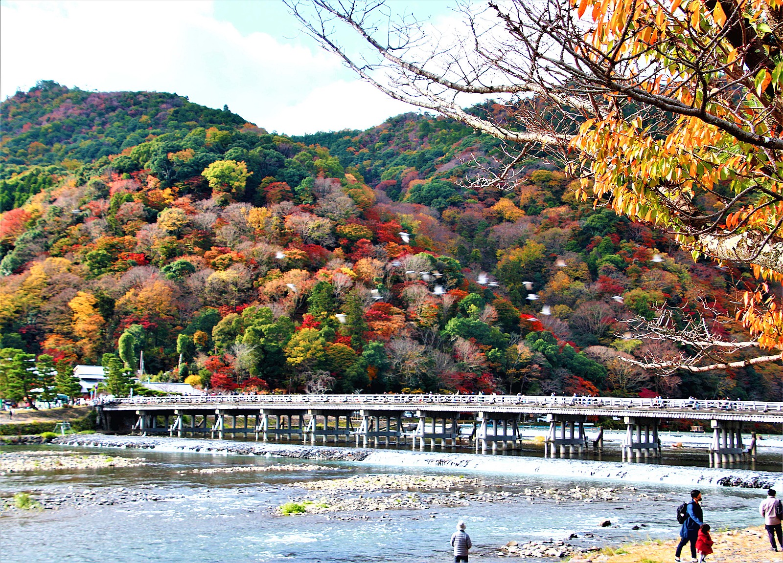 【紅葉の嵐山🍁】絶景ポイントで秋の美を満喫し撮影しよう❗