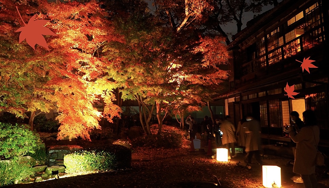 【早割中】夜間特別開演🌃江戸東京たてもの園の紅葉ライトアップに行こう✨30代以上限定となります😸